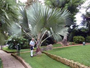05 Bismarkia nobilis con un innobilis .jpg